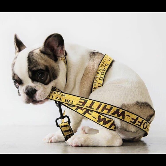 off white belt for dogs